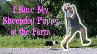 I Race My Old English Sheepdog Puppy at the Farm