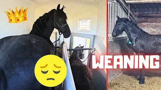 Bad news for Glendy. Queen👑Uniek was helped with her legs. Weaning Yfke | Friesian Horses