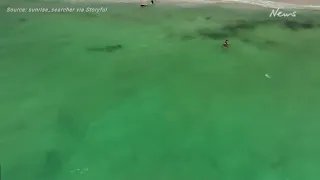 Australian Beach Closed After 8-Foot Shark Spotted