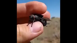 Fly spy drone caught in Africa