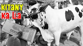 2 Week Ki Mehnat Kay Bad Akhir Bachra Mil He Gaya | Multan Cow Mandi | | SS Tv |