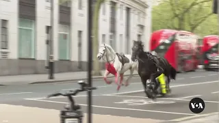 Riderless horses seen galloping through central London | VOA News