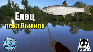 Трофейный Елец на реке Вьюнок - Русская Рыбалка 4