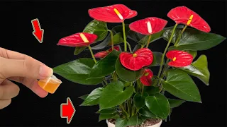 I Pour 1 Cap! Suddenly Anthuriums Grew Rapidly And Bloomed 300 Times