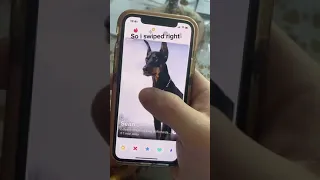 I made my dog a TINDER!!!