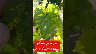 Антракноз на винограді