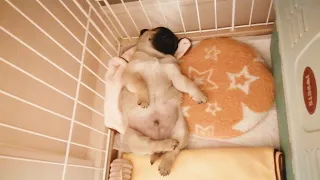 [ENG SUB] Just two months old baby pug barely crossed his short legs.