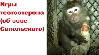 Игры тестостерона (об эссе Сапольского)