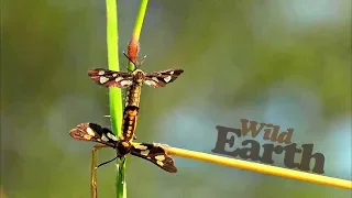 WildEarth - Sunrise Safari - 11 March 2020