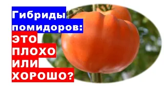 Гибриды помидоров: это хорошо или плохо?