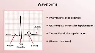 Intro to EKG Interpretation - Waveforms, Segments, and Intervals