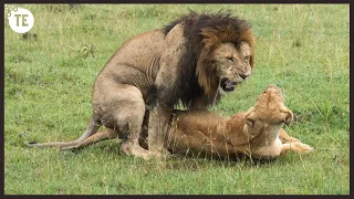 5 Hungry Lion mates With Lioness 100 Times A Day