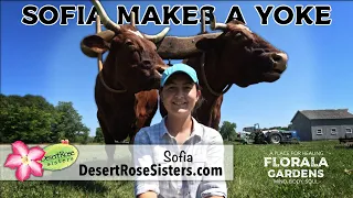 Sofia Makes a Yoke - Oxen