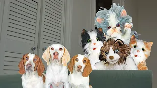 Dogs vs Cat Invasion Prank! Funny Dogs Maymo & Potpie and Puppy Indie Battle Cat Apocalypse