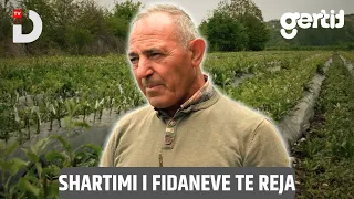 Shartimi i fidaneve te reja | Traditat Tona | DTV Media