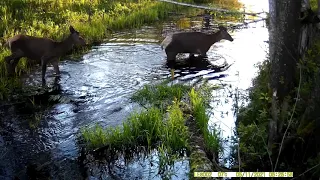 Олени в Налибокской пуще Deer in Naliboki forest