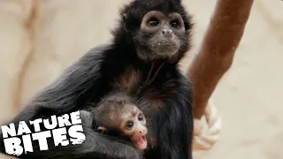 Spider Monkey Baby Endangered by His Mother | The Secret Life of the Zoo | Nature Bites