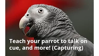 How to teach your bird to talk on cue, and more! (Capturing)