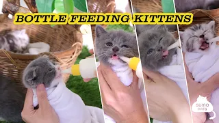 💗 Cute Baby Cat Drinking Milk from Feeding Bottle - Bottle Feeding Kitten | SUMO CATS