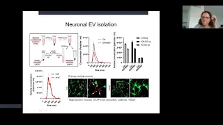 Neuronal EVs mediate BDNF-dependent dendritogenesis & synapse maturation via miRNAs by Anna Antoniou