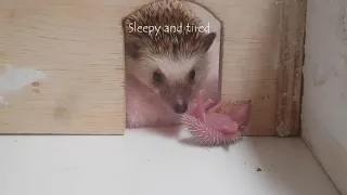Hedgehog baby lost and crying