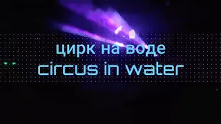 цирк на воде " circus in water " 21th march 2021 #vladivostok #russia