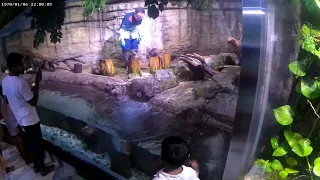 Dubai Aquarium - Underwater Zoo