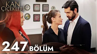 Kan Çiçekleri 247. Bölüm