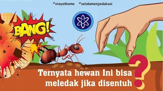 Ternyata hewan ini yang bisa meledakkan dirinya?