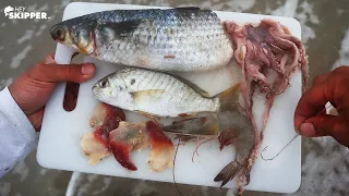 Using POPULAR Surf Fishing Baits! HOOKED HUGE FISH!