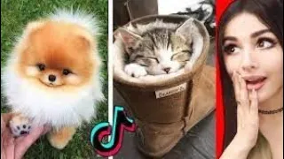 Cutest Pets TikTok 🥰 11 Minute Straight of Cutest Animals 🐼