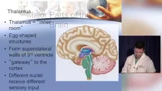 Neuroanatomy made ridiculously simple