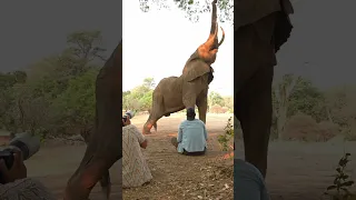 An experience you’ll never forget - on foot with elephants in Mana Pools #manapools #elephant