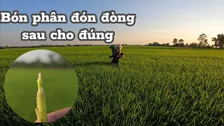 Bón phân đón đòng sau cho đúng,nhìn màu lúa,chọn thời điểm,chọn lượng phân bón #126 l thanhdotv