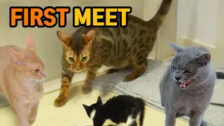 How to Introduce New Kitten to Cats when First meetㅣGalo's Story 2