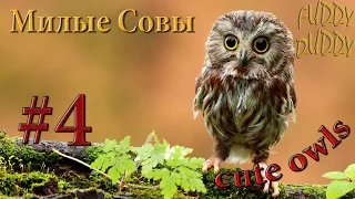 Подборка #4 Выпуск. Прикольные совы | Cute Owls