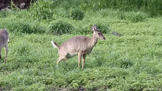 Deer Feeding At Sunrise