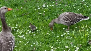 #Waterfowl - #Grazing #fluffy #goslings | #youtubevideos