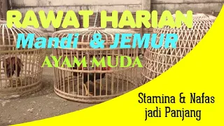 Cara Merawat dan Menjemur ayam Muda Yang Benar