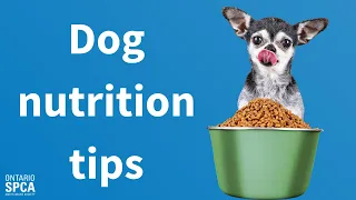 Dog Nutrition Tips