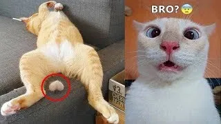 😹 funny animals video 2023🤣 fanniest cats and dogs video 2023🐶😹#BEANIMAL