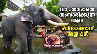 EP 12 | വാ തോരാതെ സംസാരിക്കുന്ന ആന പാറമേക്കാവ് അയ്യപ്പൻ | Paramekkavu Ayyappan | Aanakkaryam