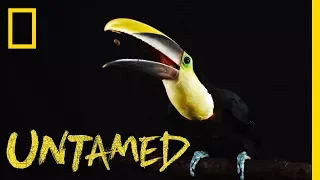Yellow-Throated Toucan | Untamed