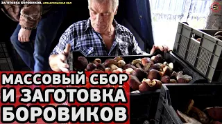 Массовый сбор и заготовка боровиков, Архангельская обл. Один день из жизни заготовительного пункта