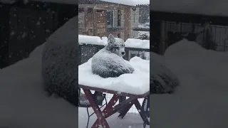 Husky Wants to Sit Outdoors in Snowfall During Cold Weather - 1166786