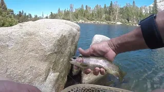 Golden Trout Hybrids on Jigs at Hilton Lake #3 (Eastern Sierra)