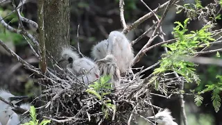 North Florida Egret Rookery Has Hatchlings in Every Nest