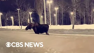 Woman walking dog in Alaska kicked in head by moose