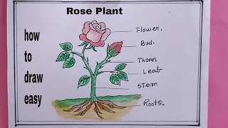 How To Draw Parts Of a Rose Plant/Rose Plant Drawing