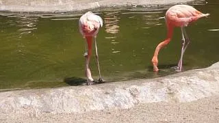 Flamingos Dancing